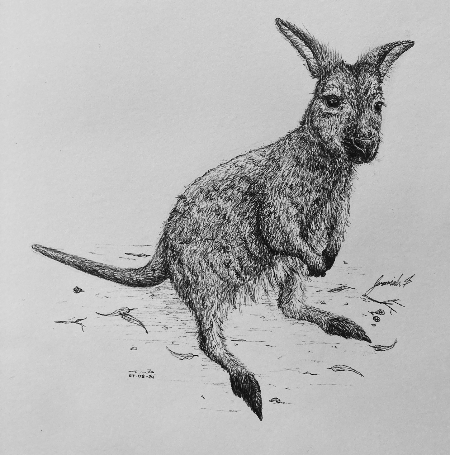 Wallaby Print