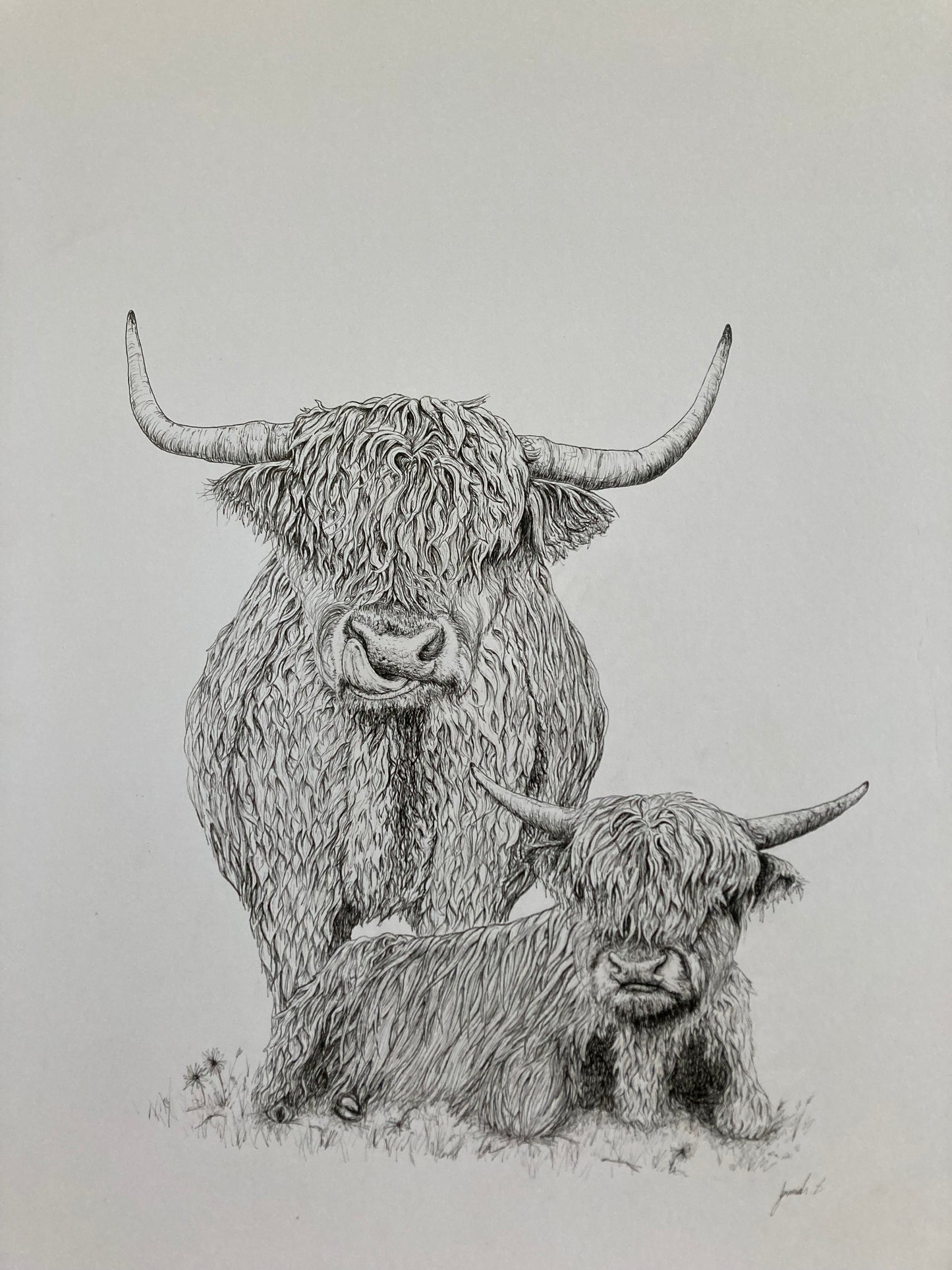 Highland Cows Print